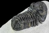 Bargain, Austerops Trilobite - Ofaten, Morocco #110649-4